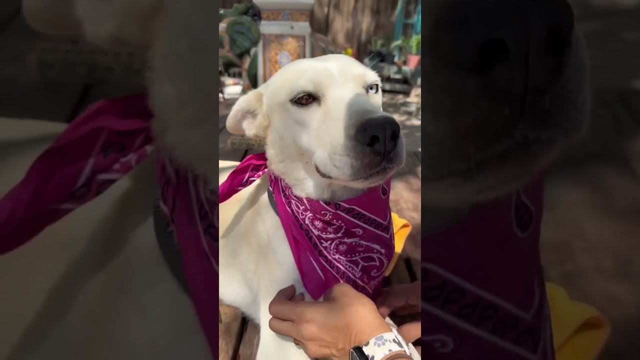 Enlarge Hazel, a Adoptable mixed breed in Fabius, NY video 6/6