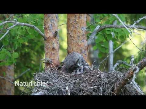Bartkauz auf Nest