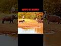 The hippo tries to scare the rhino but!! #animals #wildlife #trending #hippo #rhino #shorts