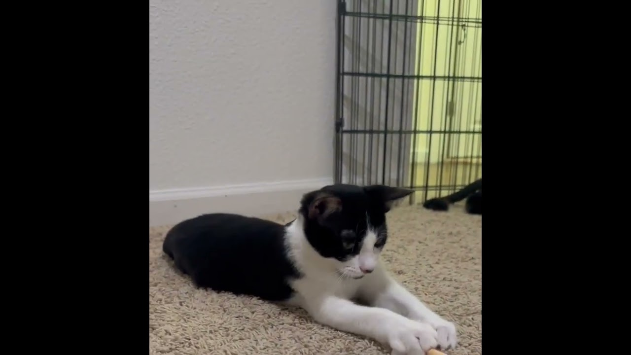 Enlarge Romeo, a Adoptable Tuxedo in Tehachapi, CA video 6/6