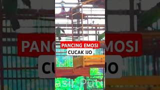 Download lagu simulasi lomba cucak ijo, #simulasilombacucakijo #cucakijogacor #pancingan #cucakijojamtrok mp3 Download lagu simulasi lomba cucak ijo, #simulasilombacucakijo #cucakijogacor #pancingan #cucakijojamtrok mp3