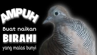 Download lagu Suara KEROT, BEKUR, MANGGUNG GAYER Ampuh Untuk Naikan Birahi mp3 Download lagu Suara KEROT, BEKUR, MANGGUNG GAYER Ampuh Untuk Naikan Birahi mp3
