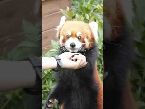 Cute 😍 Red Panda 🐼