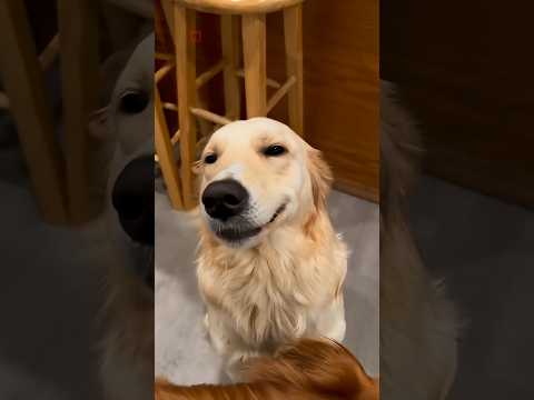 Golden Retriever Secrets 🐶