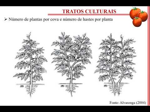 , title : 'Aula 2. A cultura do tomate - Manejo e Tratos Culturais'