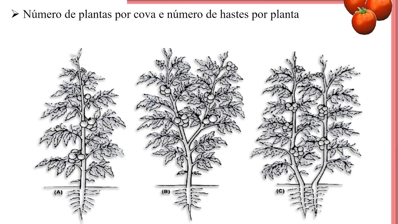 Aula 2. A cultura do tomate - Manejo e Tratos Culturais
