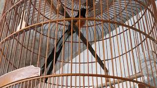 Download lagu MURAI BATU EKOR 25CM GACOR mp3 Download lagu MURAI BATU EKOR 25CM GACOR mp3