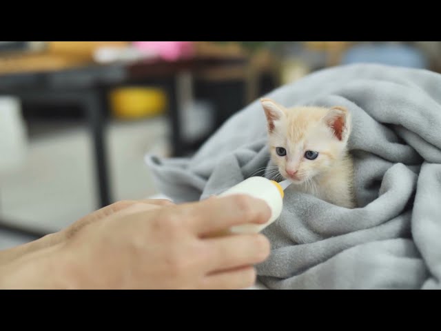 Vídeo relacionado con Uniexcosm Pijama de Mujer Manga Larga Algodón Conjunto de 2 Piezas Pijamas Estampado en Cuello Redondo Ropa de Dormir Gatos Top y Pantalones E:Negro M