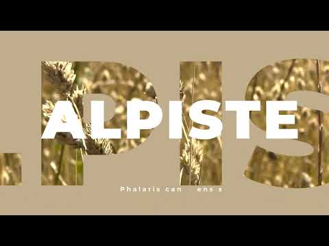 ¿Conoces el alpiste?