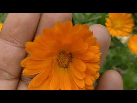 flowers 🌷🌹🌹🌹 nature# life