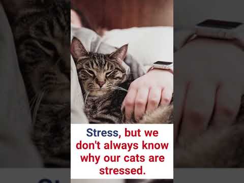 Possible causes of cats crying #shorts