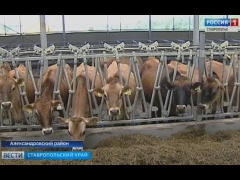 Купить Скот В Ставропольском Крае