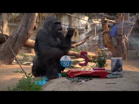 Rostock Zoo: Gorilla Assumbo turns 50!