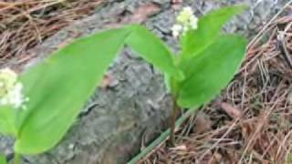 Do You Ever Think of Me - Laura Cantrell