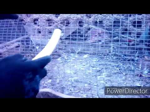 Cleaning my egal's cage