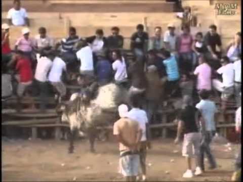 El Tigrillo   Allan Villafuerte