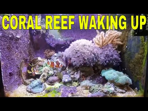 Mini Coral Reef Care Essentials