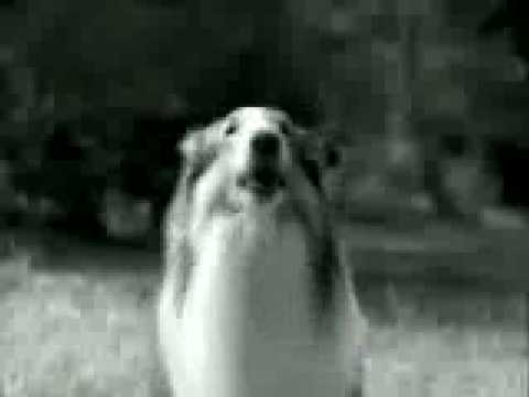 Dog Trained by Rajanikant