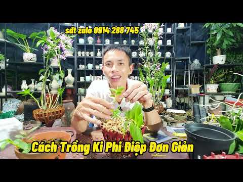 CÁCH TRỒNG Ki VÀ THAY CHẬU HOA LAN Phi ĐIỆP - NAM XE LĂN