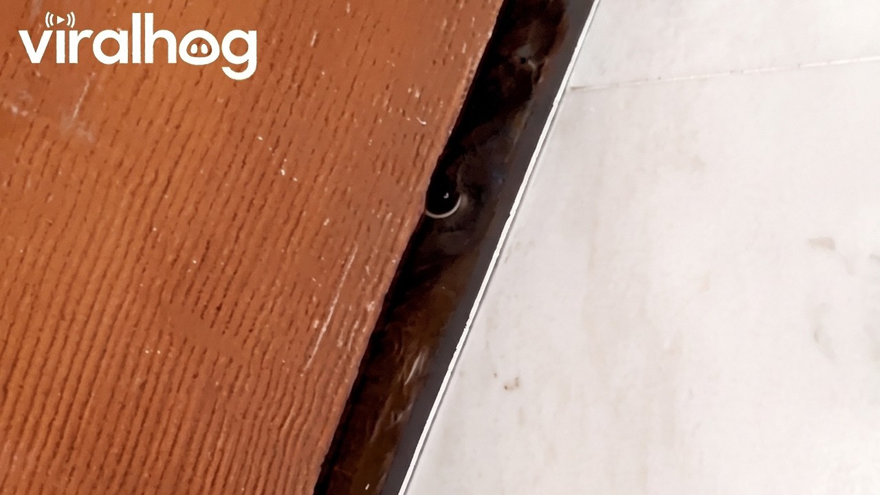 Cat Caught Peeking Under Bathroom Door || ViralHog