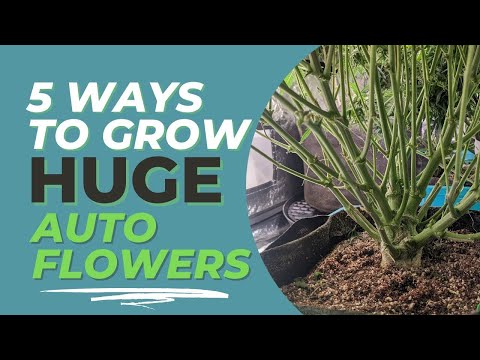 5 More EASY Tips for Growing HUGE Autoflowering Cannabis Plants!
