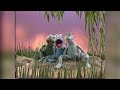 Muppet Sing Along Billy Bunny S Animal Songs 1993 Home Video Trailer