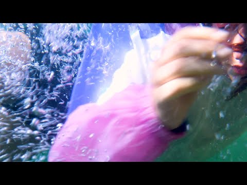 MIKI Bangs - MOONWALK