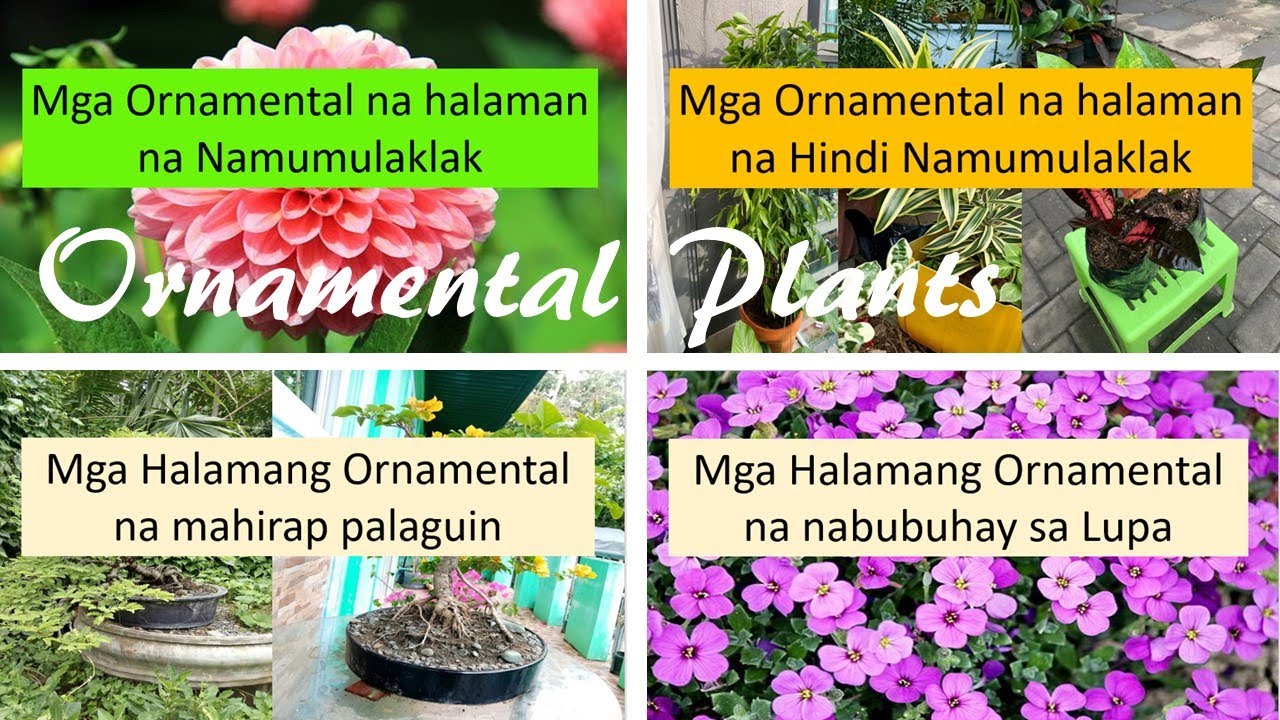 Mga Ornamental Plants para sa'yo