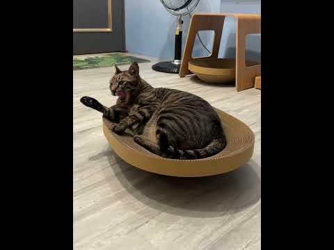 【蕉來媽】 操場搖搖盆 添加纈草粉