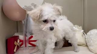 ハーフ犬の動画01