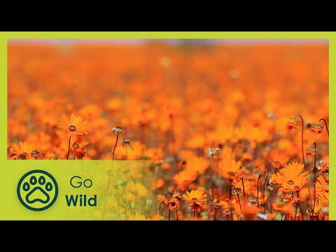 download lagu mp3 mp4 South African Flowers, download lagu South African Flowers gratis, unduh video klip South African Flowers