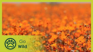 Namaqualand Flowers - Africa's Wild Wonders - The Secrets of Nature