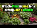 Zone 8 Gardening: What to Plant in June for a Thriving Zone 8 Garden!