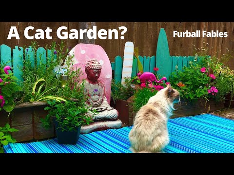 How to Create a Cat Friendly Garden
