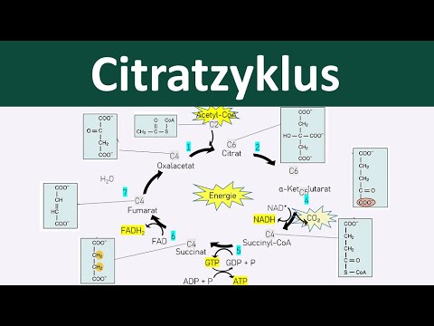 Citratzyklus - [Zellatmung, 4/6] - [Biologie, Oberstufe]