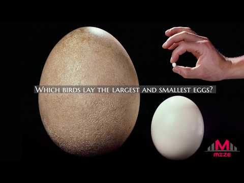 YouTube video about: Which bird lays the smallest egg?