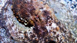 Inmersión nocturna | ISLAS ONS - SANXENXO - PECIO CORDERO GONZáLEZ - Pontevedra Portonovo Spain foto 1