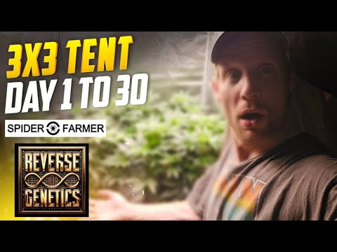 Complete Guide For New Growers, The Easiest Way to Top Your Plants, Spiderfarmer SE-5000