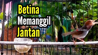 Download lagu PRENJAK BETINA | Pancingan Prenjak Betina Gacor Istimewa Memanggil Jantan Suara Jernih |. mp3 Download lagu PRENJAK BETINA | Pancingan Prenjak Betina Gacor Istimewa Memanggil Jantan Suara Jernih |. mp3