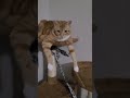 Orange Cat Chilling
