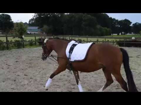 4-jährige Ponystute v. Classic Dancer I-Diamond Dream