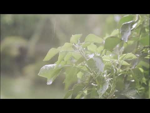 Nature Sounds with Visuals | Raining in the Garden | StressFree Envisioning