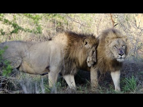 Majingilane Male Lions  at Londolozi 2011
