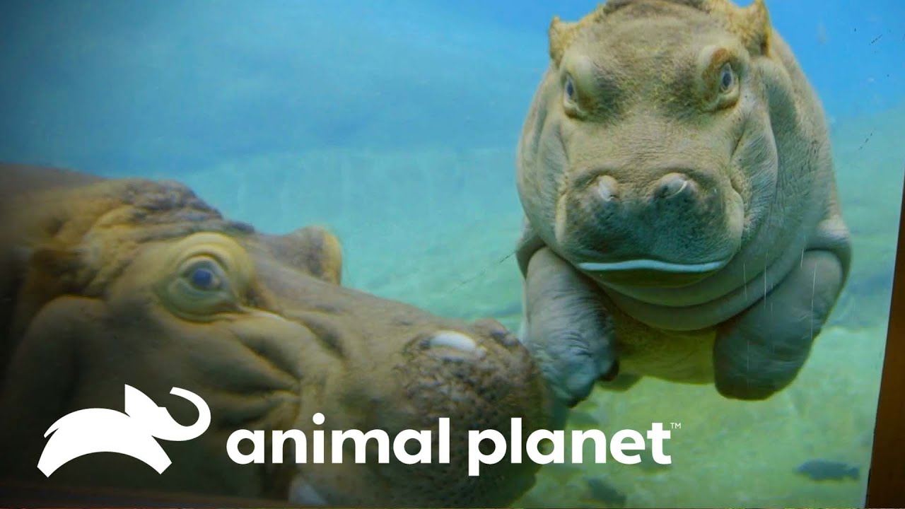 Hipopótamos têm filhotes e são pais novamente | O Zoológico de San Diego | Animal Planet Brasil