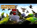 SUARA PIKAT MP3 SEMUA JENIS BURUNG PALING SADIS Mp3burung Suarapikatampuh Suarapikatribut