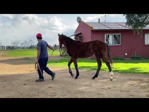 Lote CARTAGO