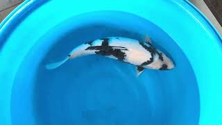 video van Shiro Utsuri 2406005