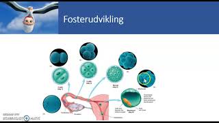 graviditet og fosterudvikling