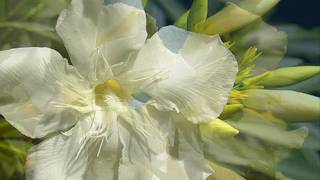 Thomas Newman - WHITE OLEANDER (2002) - Soundtrack Suite