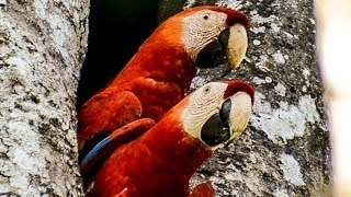 "Costa Rica"  Documentary Film (English)